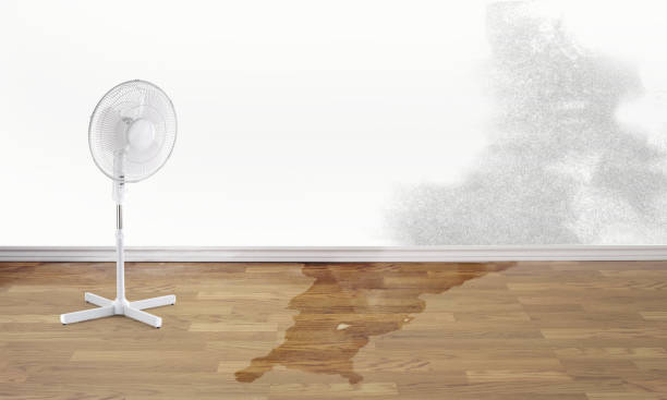 Best Local water damage restoration  in South Pittsburg, TN